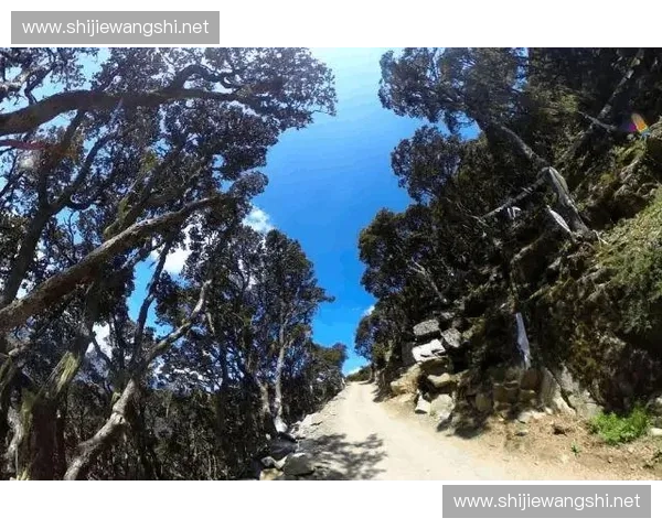 围绕大树是什么英雄的趣味探索与背景故事深度揭秘全景呈现之旅篇 围绕大树是什么英雄的趣味探索与背景故事深度揭秘全景呈现之旅篇